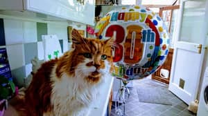英国一只猫刚过完30岁生日，可能成为“世界上最老的猫”