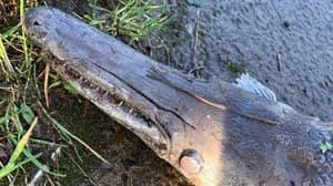 奇异的半鳄鱼，南威尔士州的半鱼类生物挡泥板居民