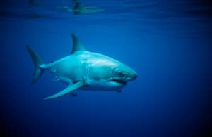 澳大利亚渔夫电影本人被巨大的大白鲨鱼“追赶”
