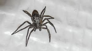 英国发现一种能跳6英尺的蜘蛛