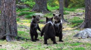 业余摄影师在森林里捕捉了三只熊崽'跳舞'
