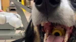 狗幸存下来，因为球在喉咙里陷入喉咙里有一个洞