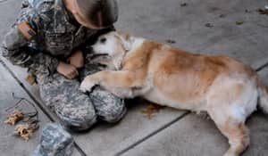 作为士兵所有者回家的老年狗不能遏制她的情绪