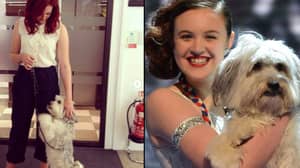 英国的Got Talent Star Pudsey狗悲惨地死于11岁