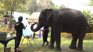 令人心碎的视频显示被束缚的大象被迫在游客面前绘制自画像