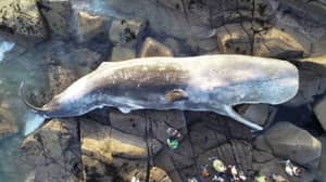 40英尺长的抹香鲸尸体被冲上爱尔兰西海岸