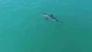 无人机镜头显示大鲨鱼移动“至少20英里 /小时”