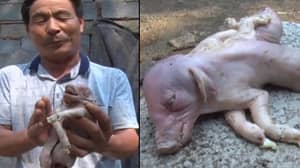一个“突变仔猪”出生在中国的一个农场