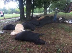 19奶牛被一个闪电螺栓杀死