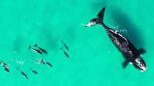 海豚在令人惊叹的无人机镜头中拍摄使用鲸鱼
