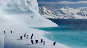 大卫·阿滕伯勒的新Netflix纪录片《我们的星球》预告片首次投放