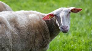 动物权利小组建议羊毛村更名为“素食羊毛”