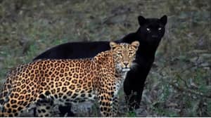 黑豹和豹子的一对不可思议的照片走红
