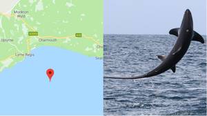男人捕获了15英尺鲨的鲷鱼跳进德文海岸的空气