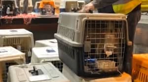 慈善机构将从中国肉类贸易中救出的几十只狗空运到纽约