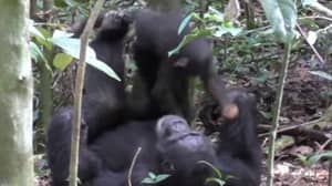 Heartwarming的镜头显示黑猩猩与宝宝玩“飞机”