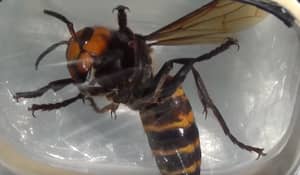亚洲大黄蜂可能来英国，他们很恐怖