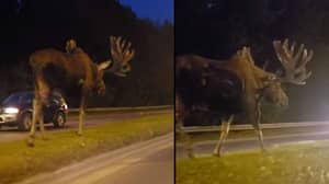 巨型驼鹿随便沿着高速公路中间漫步
