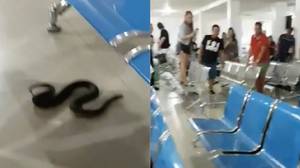 游荡的蛇让机场乘客陷入疯狂