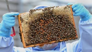 有两个男孩可能因涉嫌杀死一百万蜜蜂而面临10年的监禁。