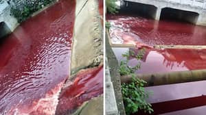 在屠宰场遭受泄漏后，中国河流用血液呈现红色