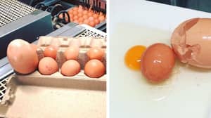 昆士兰州一家农场的鸡蛋比正常鸡蛋重三倍