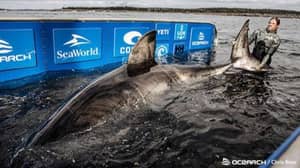 研究团队捕获17英尺大白鲨，重3,500磅