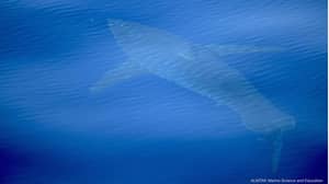 马略卡岛附近发现了巨大的白色鲨鱼