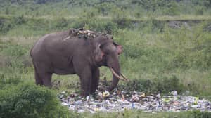 饥饿的大象在一堆垃圾中跋涉寻找食物