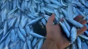 数百万微小的鱼在威尔士海滩上岸上被冲上岸
