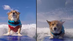 狗冲浪作为疗法从可怕的攻击中恢复伤痕累累