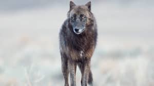 镜头显示北美森林的巨大的“狼喜欢的”生物攻击狗