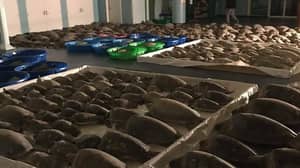 志愿者急于在德克萨斯州的冬季冷阵中节省尽可能多的海龟