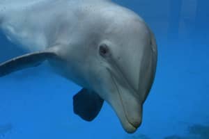 调查发现章鱼窒息的海豚因为它被吃掉而死