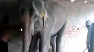 令人心碎的镜头显示生活在囚禁的大象的最后几个小时