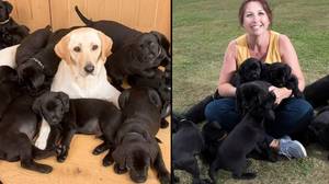 金色拉布拉多患有13只黑色涂层小狗