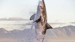令人难以置信的图片显示巨型大白鲨从水中跳出来抢封