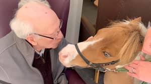 照片从微型马的访问后显示Dementia患者'高兴'