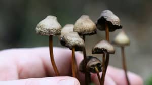 魔术蘑菇可以“重置”大脑治疗抑郁症