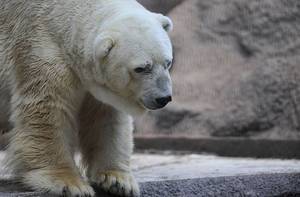 “世界上最悲伤的北极熊”在阿根廷动物园的死亡时间为30岁