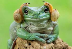 “ Leia frog公主”得到了Photoshop处理