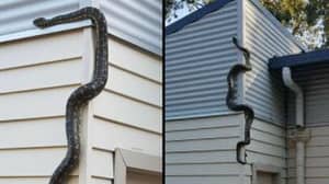 澳大利亚房主被一条巨大的蛇试图进入他的房子震惊了