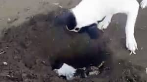 令人心碎的视频显示悲伤的狗为死去的小狗挖掘'坟墓'