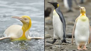 摄影师发现了“有史以来的”黄色企鹅
