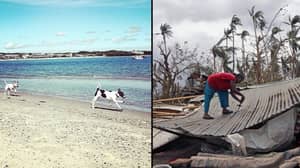 Puerto Rico Beach上的数百只狗都幸免于飓风玛丽亚