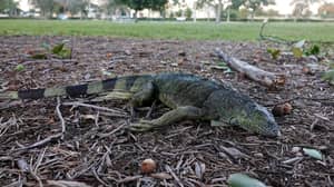 佛罗里达居民警告要为鬣蜥从树上掉下来警惕