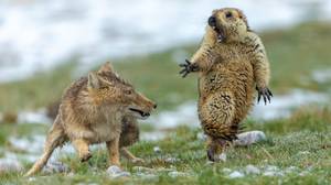 藏族福克斯和土拨鼠之间的立场赢得了野生动物照片奖励