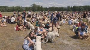 498只金毛猎犬聚集在安特卫普创造世界纪录