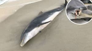 两只死去的海豚用子弹和刺伤发现