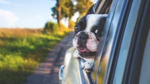 英国司机可能会因让狗从车窗中挂出狗而被罚款或取消资格